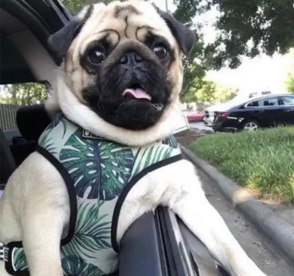 ADJUSTABLE HARNESS - NAPA - Image 4