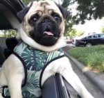 ADJUSTABLE HARNESS - NAPA - Image 4