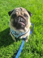 ADJUSTABLE HARNESS - DAPPER DOGGY - Image 2