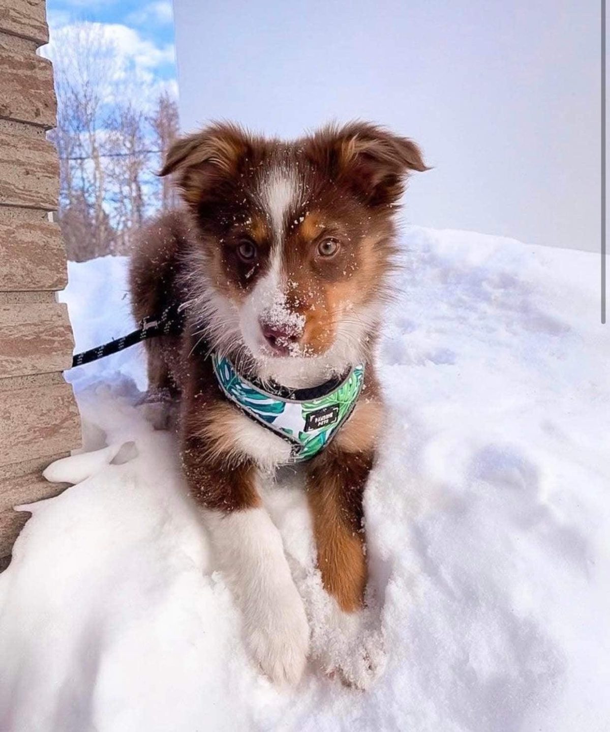 ADJUSTABLE HARNESS - NAPA - Image 2