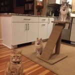 Premium Natural Sisal Cat Scratcher Mat: Durable Protection for Your Furniture - Image 2
