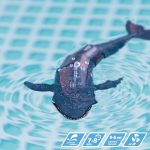 Set Colorbaby Racing Boat Radio control Whale - Image 5