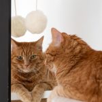 Natural Sheepskin Cat Toy: Ball