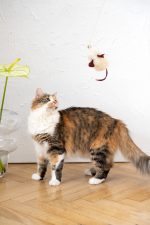 Natural Sheepskin Cat Toy: Mouse - Image 4