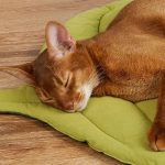NNEDSZ 1 Pcs Green Leaf-Shaped Pet Sleeping Mat - Durable Dog Floor Pad & Cat Bed for Sleeping and Playtime - Image 4