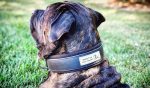 BESTIA DOG SPORT COLLAR - Image 5
