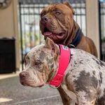 BESTIA DOG SPORT COLLAR NEON PINK - Image 4