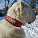 BESTIA DOG SPORT COLLAR RED - Image 4