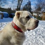 BESTIA DOG SPORT COLLAR RED - Image 5