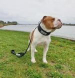 BESTIA DOG SPORT TACTICAL LEASH - Image 5