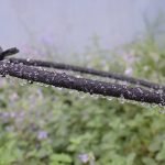 Csepegtető tömlő több méretben-30 méteres - Image 4