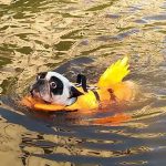 Dog Life Vest Summer Shark Pet Life Jacket Dog Clothes Dogs Swimwear Pets Swimming Suit New - Image 2