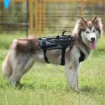 Durable Dog Harness Tactical Military Dog Vest No Pull Pet Training Harnesses Vest for Medium Large Dogs M L XL - Image 5