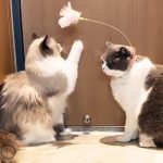 Funny Cat Collar Toy Feather Teaser Stick Interesting Automatic Cat Toy Foot Interactive Cats Teaser Feather Kitten Toys - Image 5