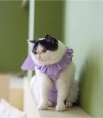 Sweet Cat Recovery Suit - Image 8