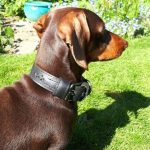 Eco Friendly Recycled Inner Tube Vegan Dog Collar - Image 3