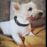 Eco Friendly Recycled Inner Tube Vegan Dog Collar - Image 2